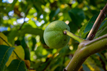 Wall Mural - Green unripe walnut on a branch.