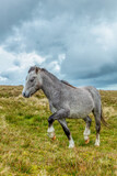 Fototapeta Konie - A grey wild horse portrait in a green pasture mountain slope with grey stormy sky