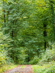 Wall Mural - Waldweg