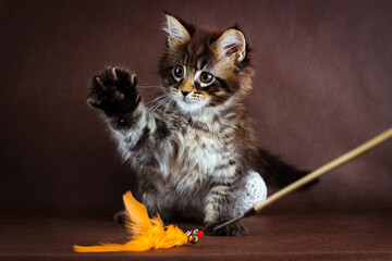 Wall Mural - maine coon cat on black brown background