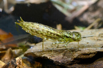 Wall Mural - Libellenlarve der Blaugrünen Mosaikjungfer (Aeshna cyanea) // Dragonfly larva  of the Blue hawker 