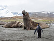 © robertharding - Southern elephant seal bull (Mirounga leoninar), sounding a challenge on the beach at Gold Harbor, South Georgia