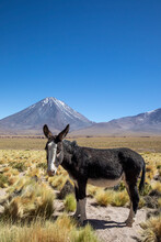 Wild Burro (Equus Africanus Asinus) In Front Of Licancabur Stratovolcano, Andean Central Volcanic Zone, Chile