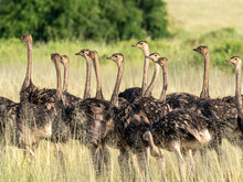 A Flock Of Young Masai Ostriches (Struthio Camelus Massaicus), Tarangire National Park, Tanzania
