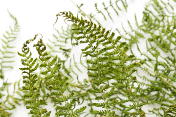 fern leaf on a white background