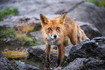 Wall Mural - portrait of a posing red fox male in natural environment.