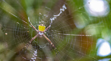 Golden Orb Weaver Spider With Horns On Back And Strange Web