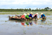 Landscape Photo: Girls Picking Lily Pads (Vietnam)
