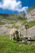 Kühe auf einem Berggipfel in Appenzell in der Schweiz