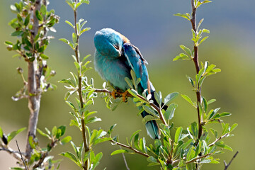 Wall Mural - European roller // Blauracke (Coracias garrulus)