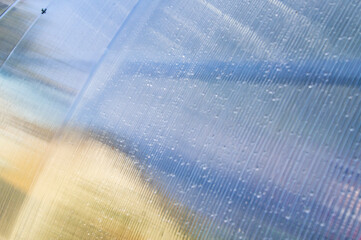 Wall Mural - Greenhouse wall made of polycarbonate plastic close up