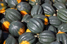 Fall Harvest Of Acorn Squash 