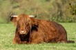 scottish highland cow sitting in field staring at camera