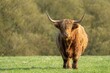 scottish highland cow staring at camera 