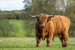 Large highland cow staring at camera 
