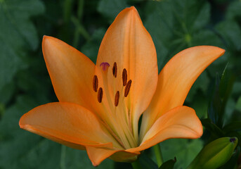 Wall Mural - lily flower bright orange-peach color close-up on a blurry green background of garden plants. the pi