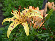 Blooming Open Lily Flower In The Garden After The Rain. Water Drops On The Petals. Blurred Background. Selective Focus