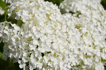 Wall Mural - large inflorescence of white hydrangea close-up.