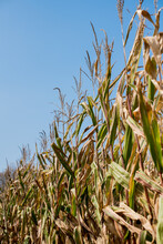 Corn Stalks With Tassels