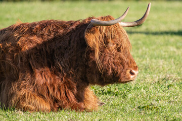 Wall Mural - A close up photo of a Highland Cow 