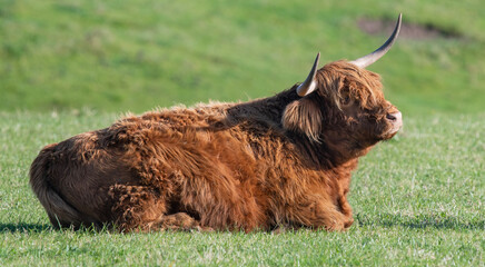 Wall Mural - A close up photo of a Highland Cow 