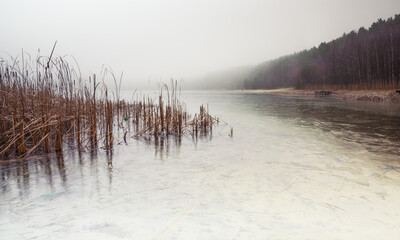 Wall Mural - Forest lake covered with thick morning mist