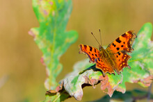 
Beautiful Orange Butterfly On Green Leaf