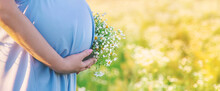 Pregnant Woman With Camomiles In Hands. Selective Focus.