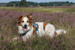 © S. Lorenzen-Mueller - Süßer Hund Leila posiert in der blühenden Heidelandschaft