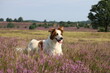 © S. Lorenzen-Mueller - Hund Leila posiert in der wunderschönen, blühenden Heidelandschaft
