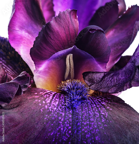 Fotomural Flower pistil and stamen. Blooming flower close up.