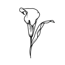 Flower Calla Lily