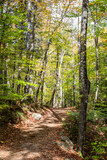 Fototapeta Natura - Walking Trail in the White Mountain National Forest