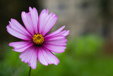 Fototapeta Kosmos - pink flower in the garden