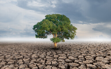 Big tree growth on cracked soil in arid areas of landscape