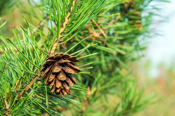 Wall Mural - single closed brown lodgepole pinecone on a pine branch with green needles in forest of mountains