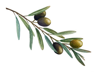 olive branch with green olives watercolor illustration