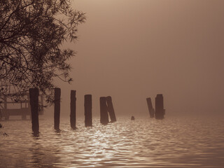 Wall Mural - some different wooden poles are standing in the water of a lake in fog at sunrise