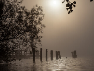 Wall Mural - some different wooden poles are standing in the water of a lake in fog at sunrise