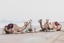 Cute Camels Resting At The Beach In Ras Al Khaimah, UAE	
