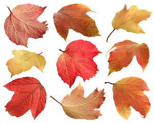 Wall Mural - collection of autumn viburnum leaves isolated on a white.
