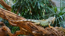 Common Green Iguana Resting On A Tree Trunk In Tropical Environment