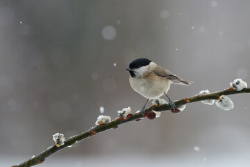 Sticker - Marsh tit (Poecile palustris) in winter