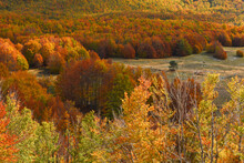 Beech Forest In Autumn. Ivanova Korita, Montenegro.