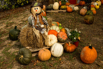 pumpkins and scarecrow on display