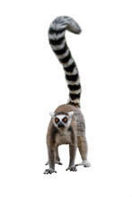 Lemur Isolated On White Background. Portrait Of Ring-tailed Lemur, Lemur Catta, Standing On Ground, Having Long Striped Fluffy Tail Up. Endangered Animal. Cute Primate With Orange Eyes From Madagascar