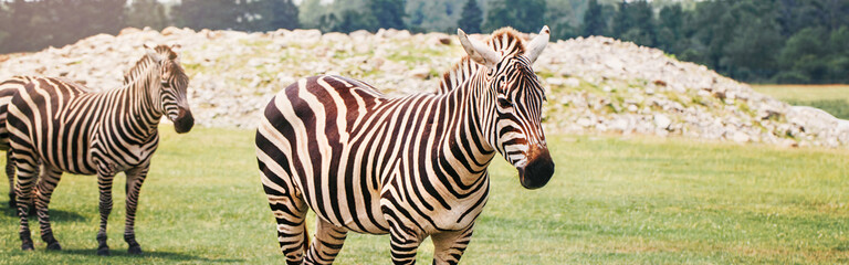 Wall Mural - Herd of plains zebra together in savanna park. Exotic African black-and-white striped animals walking in prairies. Beauty in nature. Wild species in natural habitat. Web banner header.