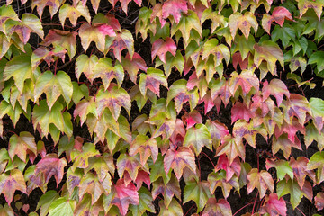 A picture of the wall covered with ivy leaves.   Vancouver BC Canada
