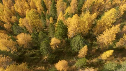 aerial, top down: flying over the colorful larch tree forests covering the vast valley under the spe