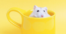 Dwarf Hamster Sits In A Cup On Yellow Background Close-up.